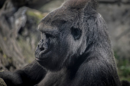 Massive Gorilla Dominating its Natural Habitat: A Powerful Display of Strength and Beautyの写真素材