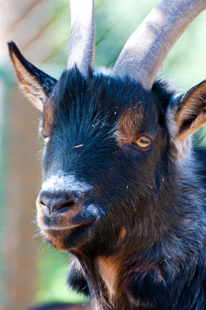 Majestic Horned Goat Portrait: A Stunning Image for Your Creative Projectsの写真素材