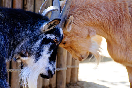 Majestic Goat: Capturing the Magnificent Horns in Stunning Imageryの写真素材
