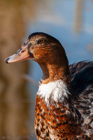 Emerald Beauty: A Duck's Tranquil Dance on Nature's Canvasの写真素材