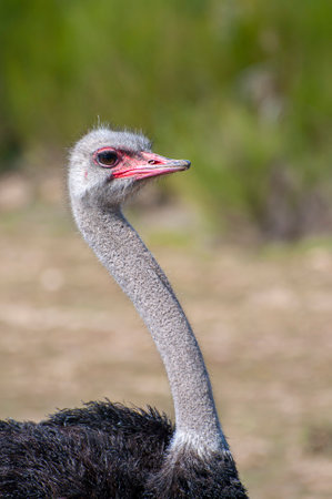 Solitary ostrich, regal amidst expansive African scenery. Graceful neck, inquisitive gaze, untamed savannah chronicle.の写真素材