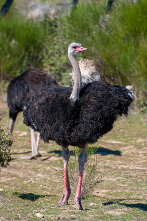 Enigmatic Encounter: Exploring the Fascination of Nature's Flightless Wonderの写真素材