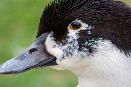 Elegant Mallard: Reflective Serenity in Nature's Danceの写真素材