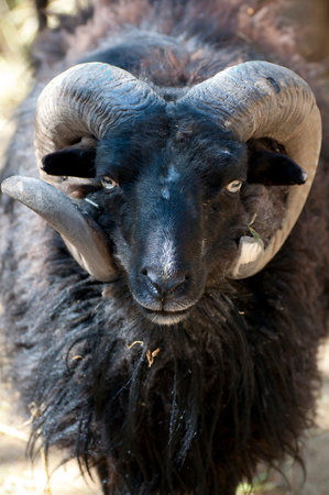Majestic Goat Portrait: Magnificent Horned Beauty in Stunning Image Galleryの写真素材