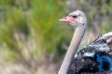 Solitary Ostrich: Regal in the African Wildernessの写真素材