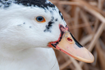 Elegant Duck Gliding Over Glistening Waters: A Serene River Snapshot Embracing the Beauty of Nature's Harmonyの写真素材
