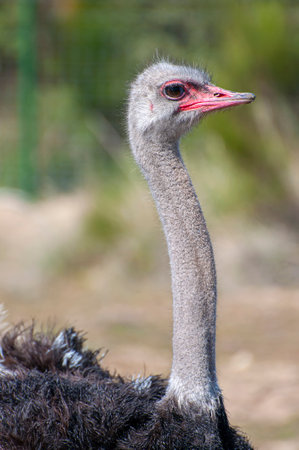 Enigmatic Encounter: The Fascinating World of Flightless Birds - A Captivating Exploration of Nature's Wonders and Curiositiesの写真素材
