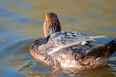 River Dance: A Serene Symphony of Sunlit Waters and Fluttering Ducksの写真素材