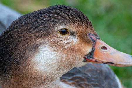 Serene Waters: Avian Elegance in Nature's Vibrant Tapestryの写真素材