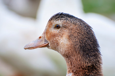 Elegant Duck Gliding Over Reflective Waters: A Serene River Scene Capturing Nature's Rhythmの写真素材