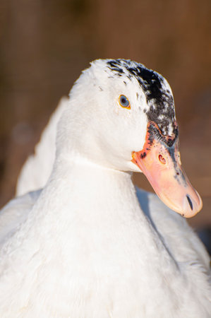 Elegant Duck Gliding Over Glistening Waters: A Serene River Portrait Capturing Nature's Harmonyの写真素材