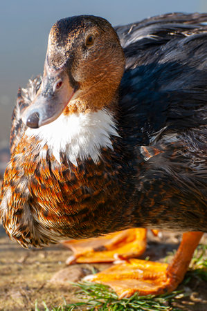 Elegant Duck Gliding Over Glistening Waters: A Serene River Landscape Capturing the Essence of Nature's Harmony.の写真素材
