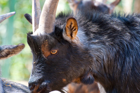 Majestic Goat: Stunning Image of a Horned Beautyの写真素材