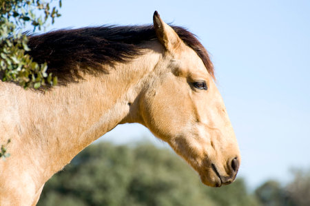 Horse Portrait on the Hill: Majestic Equine Photography at its Finestの写真素材