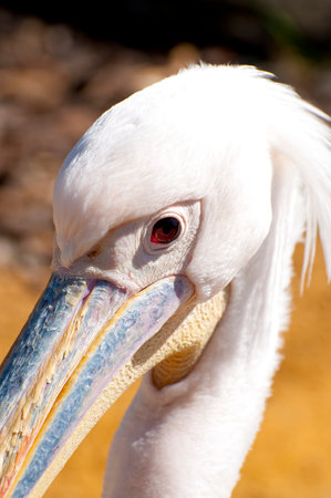 Majestic Pelican Portrait: Magnificent Beak in Focusの写真素材