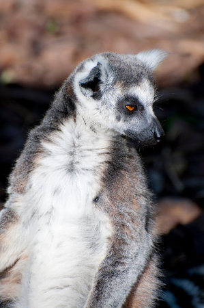 Stunning portrait of a charming lemur showing its captivating eyes and flawless skin.