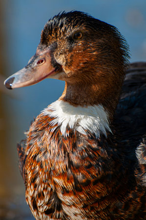 Elegant Duck Gliding on Serene Waters: A Captivating Reflection of Nature's Harmonyの写真素材