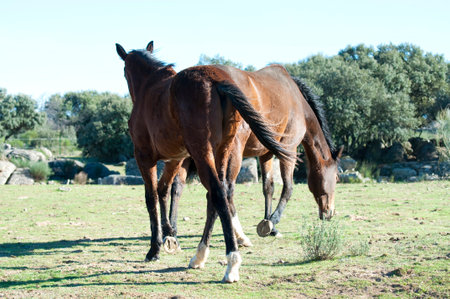 Horse Portrait Atop the Hill: A Stunning Image Captured by a Talented Photographerの写真素材