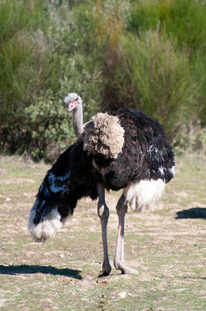 Solitary Ostrich: Majestic Beauty in the African Wildernessの写真素材