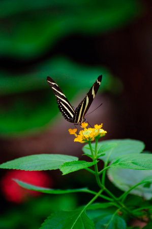 Fluttering Wings: A Serene Scene of Butterflies Dancing Over Lush Leavesの写真素材