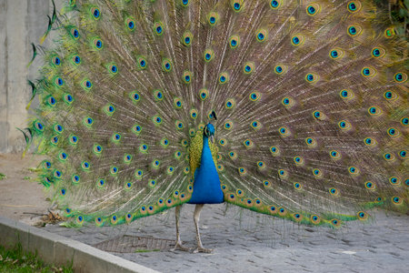 Vibrant Peacock Feathers: Stunning and Majestic Displaysの写真素材