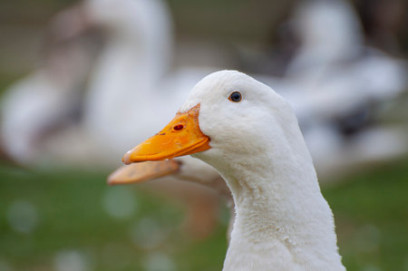 Elegant Duck Gliding on Reflective Waters: A Serene River Portrait of Nature's Harmonyの写真素材
