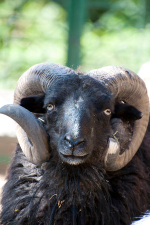 Majestic Goat: Captivating Image of a Horned Beautyの写真素材