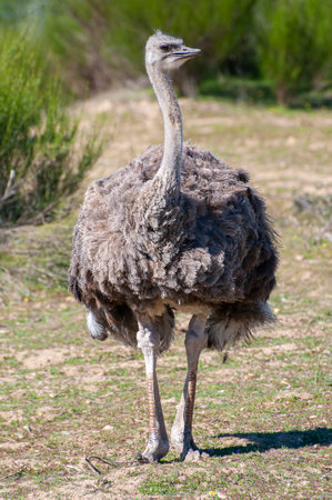 Nature's Intricate Beauty: A Close-Up Look at Ostrich Plumageの写真素材