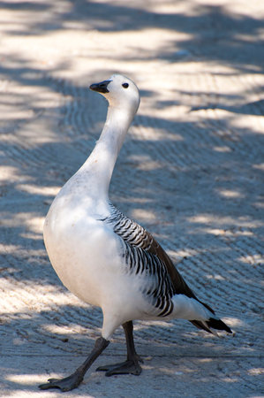 Spanish Wildlife: Capturing the Beauty of Ducks in the Riverの写真素材