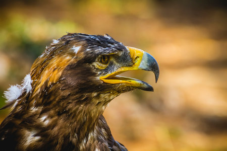Majestic Imperial Eagle: Stunning Close-Up of Head Feathers in Beautiful Brown Plumageの写真素材