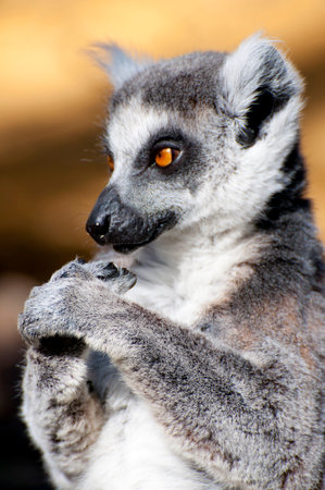 Stunning portrait of a charming lemur showing its captivating eyes and flawless skin.の写真素材