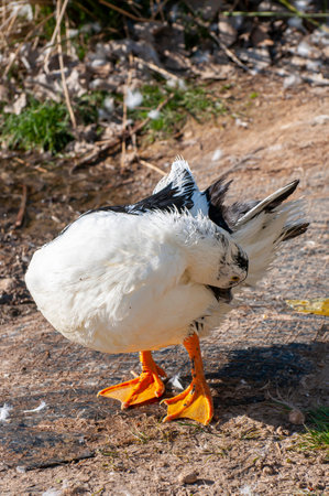 Elegant Duck Gliding Over Tranquil Waters: A Serene River Reflection Capturing Nature's Harmonyの写真素材