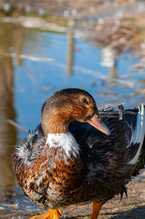 Elegant Duck Gliding Over Glistening Waters: A Serene River Portrait Capturing the Essence of Nature's Harmony.の写真素材