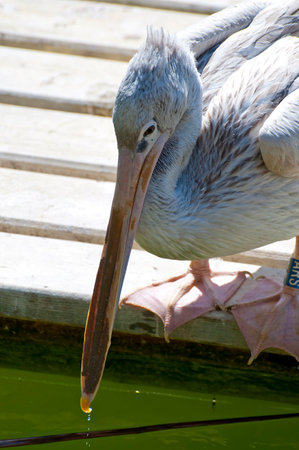 Magnificent Pelican: Capturing the Majestic Beauty of a Big Beak Birdの写真素材