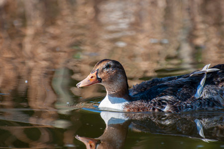 Serenity in Green: A Duck's Elegance on the River's Canvasの写真素材