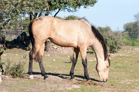 Stunning Horse Portrait Captured Atop the Hill: A Picture Perfect Momentの写真素材