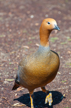 Duck's Delight: Capturing Spain's Wild River Wildlife in Stunning Imagesの写真素材