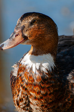 Elegant Duck Gliding, Reflecting Serenity: A Tranquil River Snapshot of Nature's Harmonyの写真素材