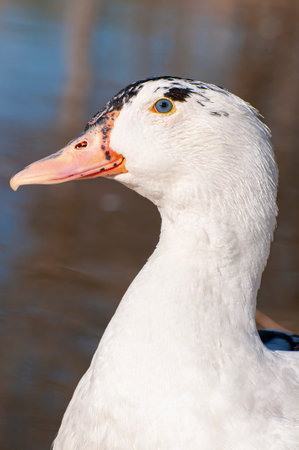 Elegant Duck Gliding Over Reflective Waters: A Serene River Scene Capturing Nature's Rhythm in its Purest Formの写真素材