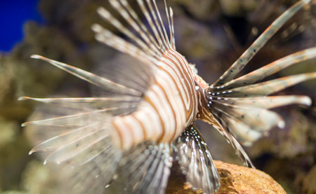 Captivating Lionfish: Exotic Pterois Antennata Roaming Coral Reefs in the Depths of the Seaの写真素材