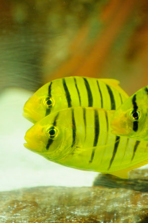 Captivating Image of a Massive Fish in the Azure Oceanの写真素材