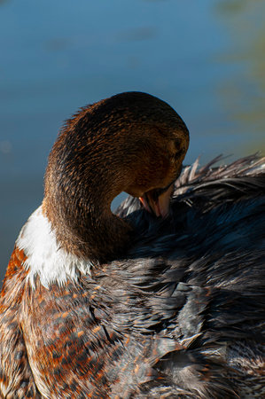 Serenity on the Water: A Graceful Duck and Shimmering Reflection in a Calm River Scene, Capturing the Rhythm of Nature in its Purest Formの写真素材