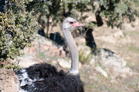 Solitary Ostrich: Regal in the African Wildernessの写真素材