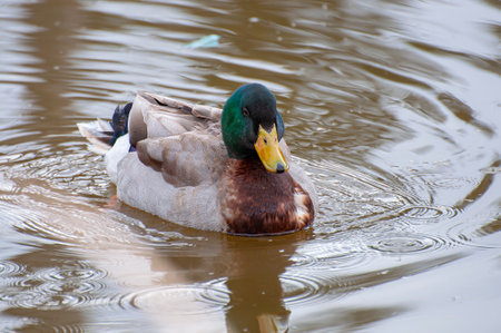 Elegant Duck Gliding Over Glistening Waters: A Serene River Scene Capturing the Essence of Nature's Harmony.の写真素材