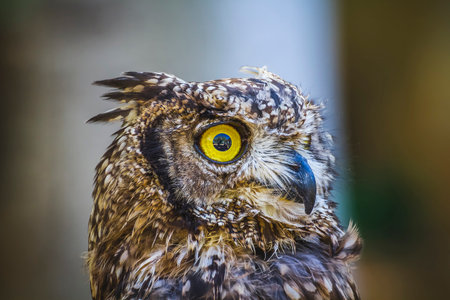 Majestic Raptor: Captivating Owl with Piercing Gaze and Stunning Feathersの写真素材