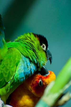 Vibrant Parrot Portrait: A Stunning Image of a Colorful Birdの写真素材
