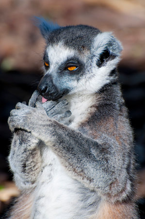 Stunning Lemur Portrait: Captivating Eyes and Flawless Skin in a Picture-Perfect Shotの写真素材