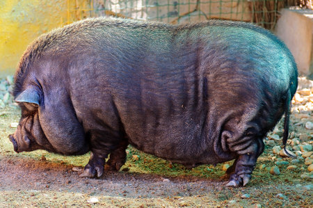 Vietnamese Pig Enjoying a Sunny Spring Day: A Creative Stock Image for Content Creatorsの写真素材