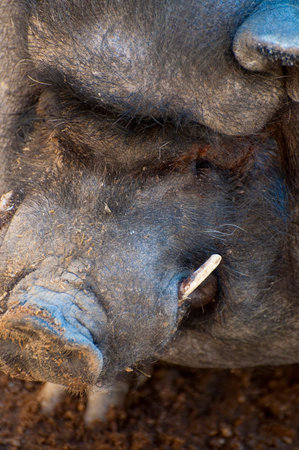Vietnamese Pig Enjoying a Sunny Spring Day: A Creative Stock Photo Collection for Content Creatorsの写真素材