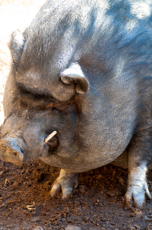 Vietnamese Pig Enjoying a Beautiful Spring Day: A Captivating Image Collectionの写真素材